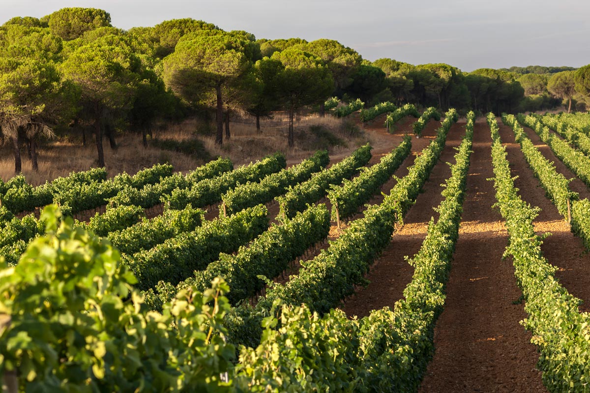 Palacio de Bornos - La Bodega